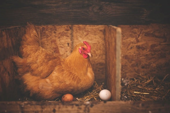 What Happens to Old, Egg-Laying Chickens?